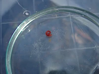 {$dessin->description}