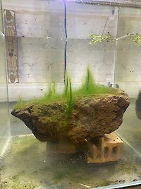 {$dessin->description}