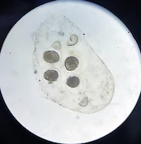 {$dessin->description}